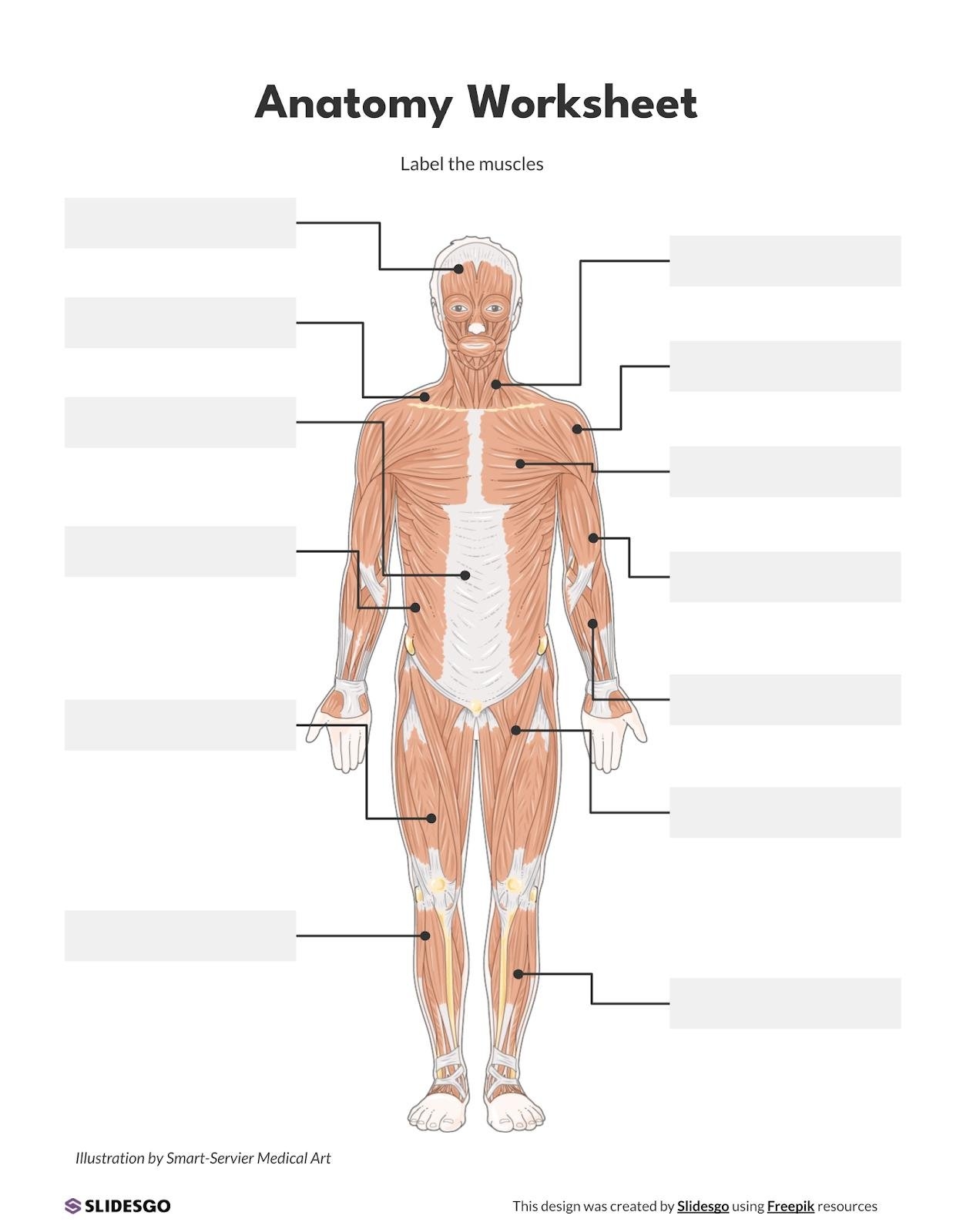 Anatomy Worksheet Presentation