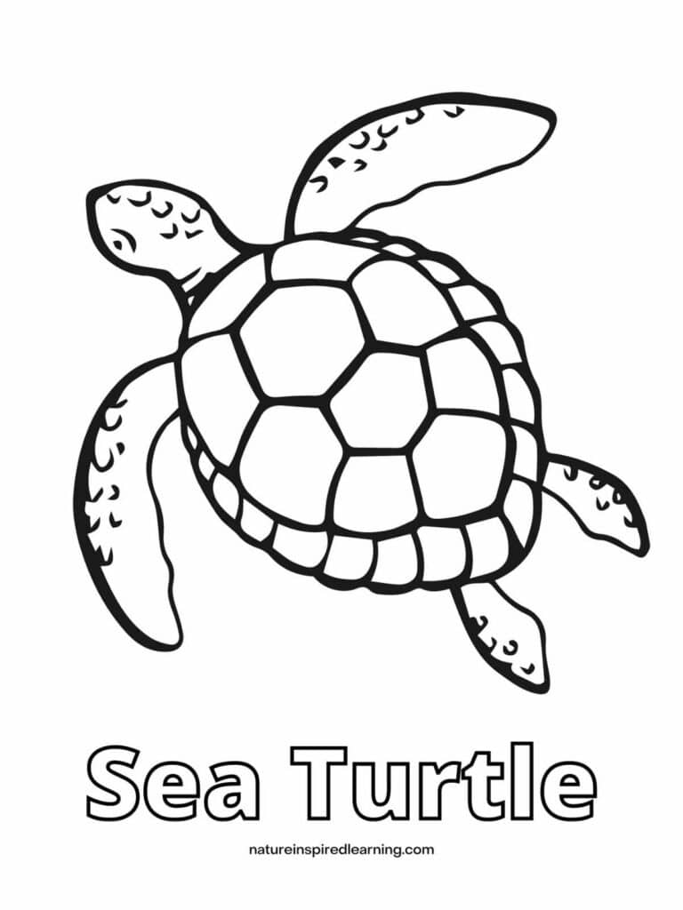 Printable Sea Turtle Template