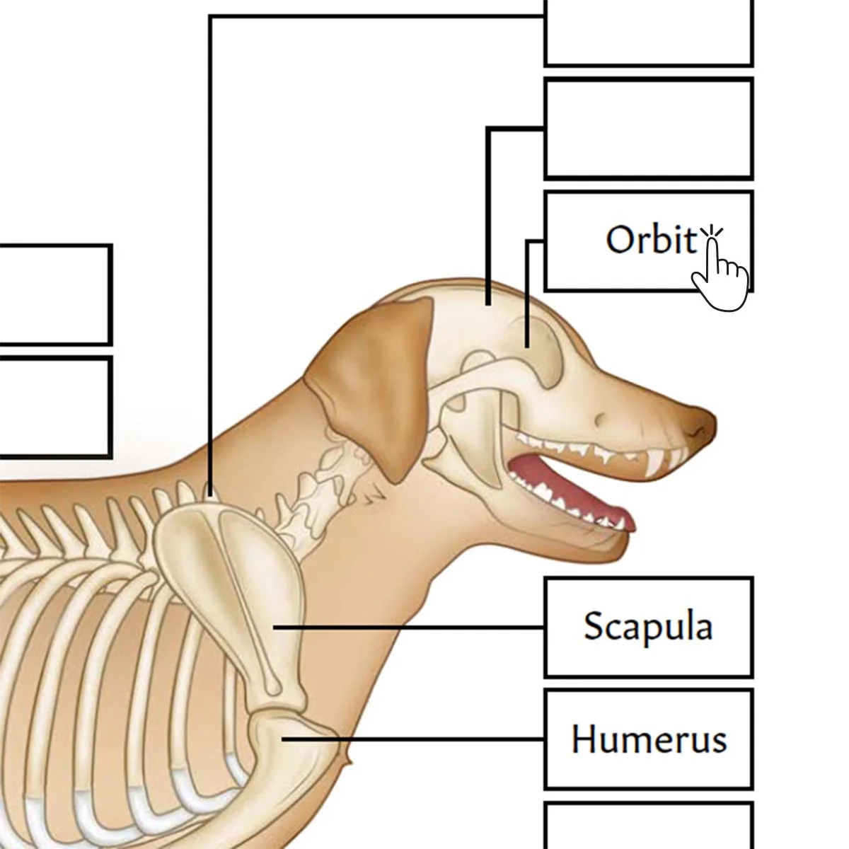 Canine Skeletal Anatomy Poster Worksheet Interactive amp Printable PDF 