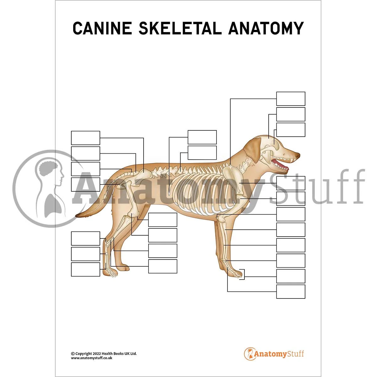 Canine Skeletal Anatomy Poster Worksheet Interactive amp Printable PDF 