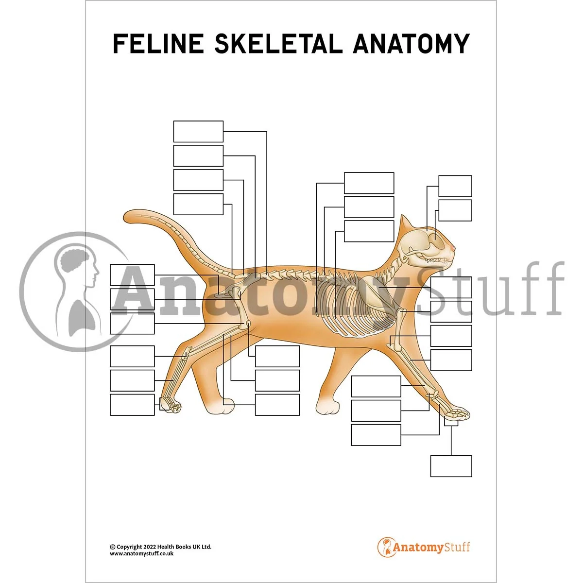 Feline Skeletal Anatomy Poster Worksheet Digital Download 