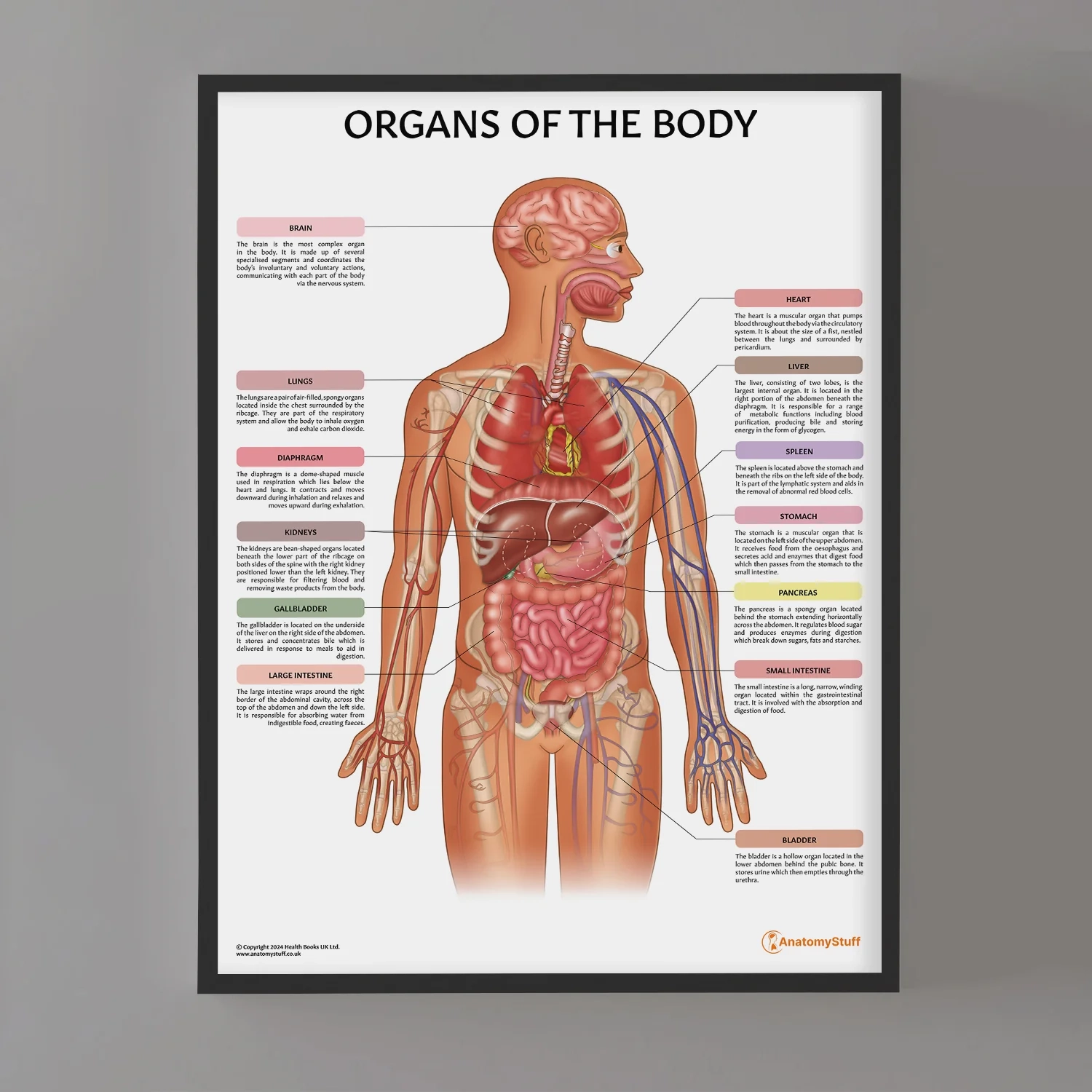 Organs Of The Body Chart Poster