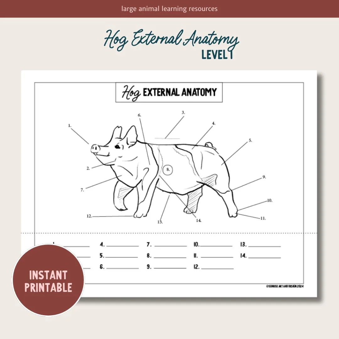 PRINTABLE Hog External Anatomy Level 1 Etsy