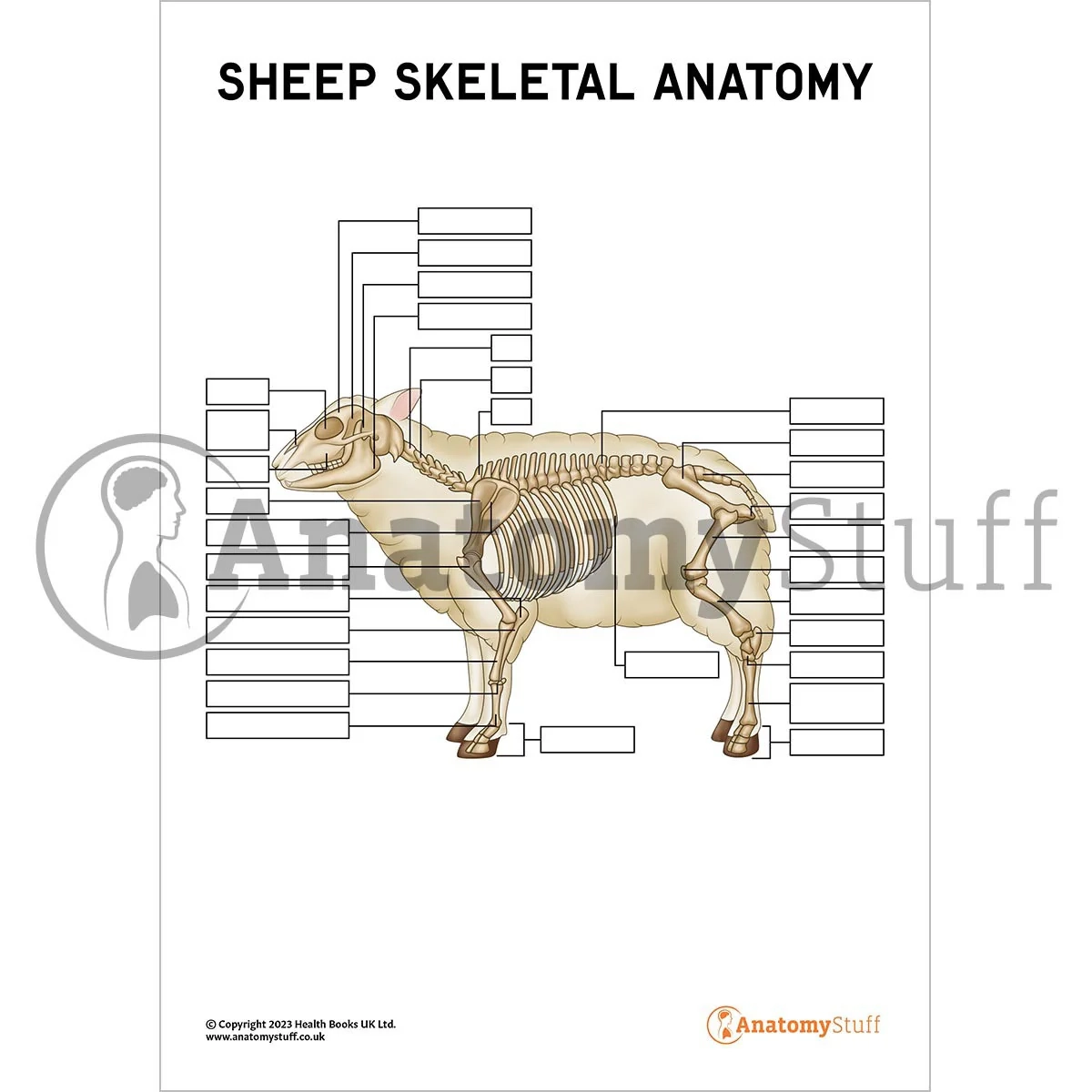 Sheep Skeletal Anatomy Poster Worksheet Interactive amp Printable PDF 