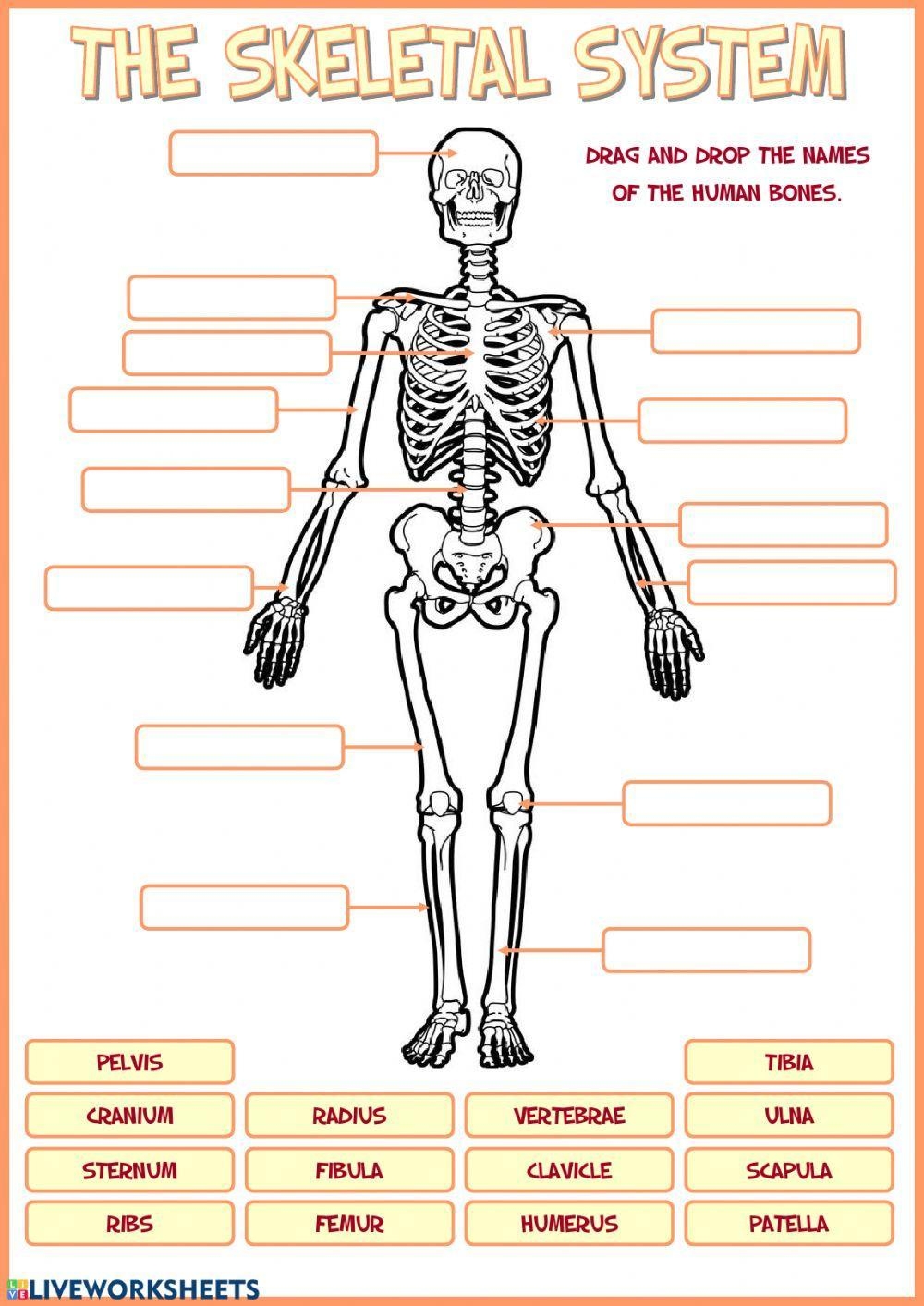 Skeletal System Science Worksheets 56003