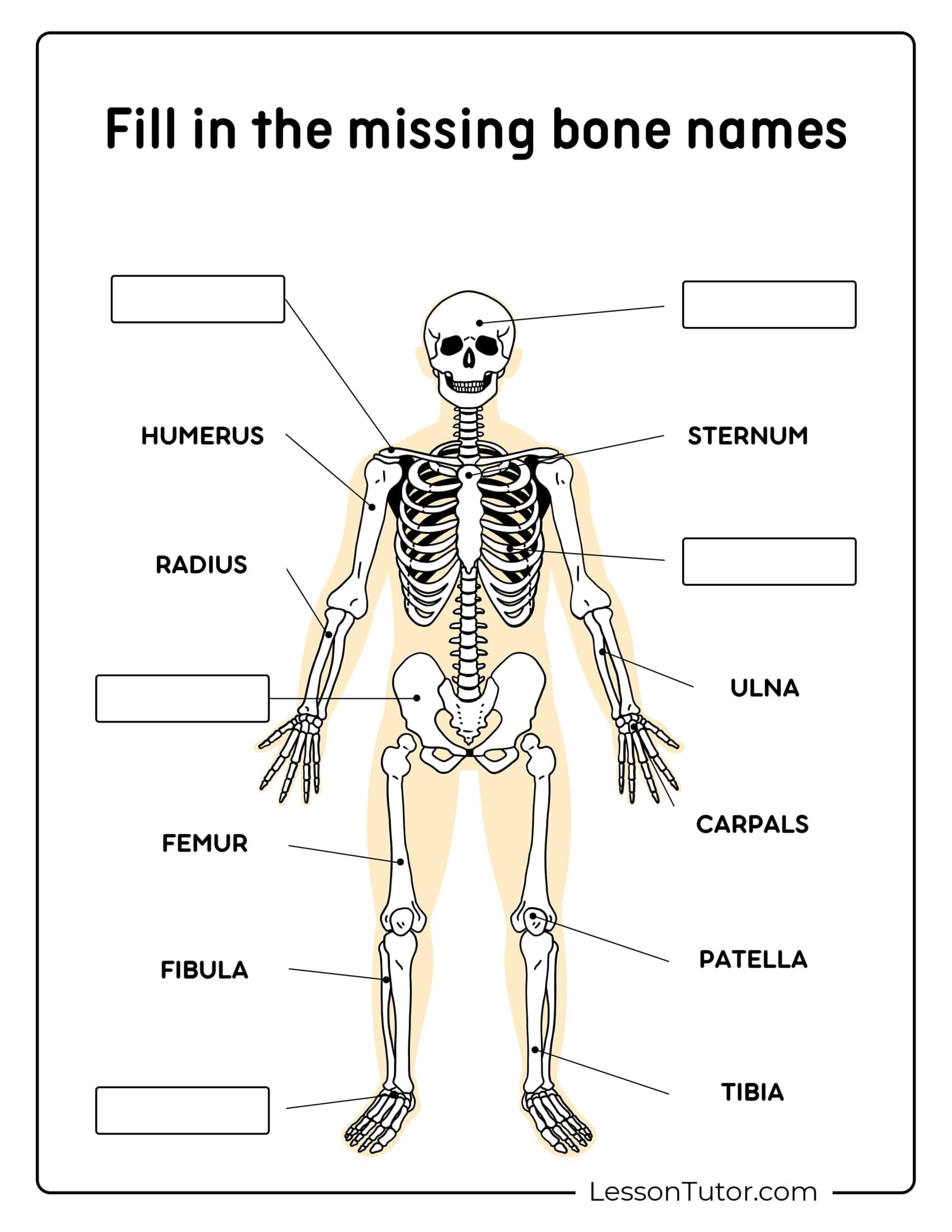 Free Printable Human Anatomy Worksheets