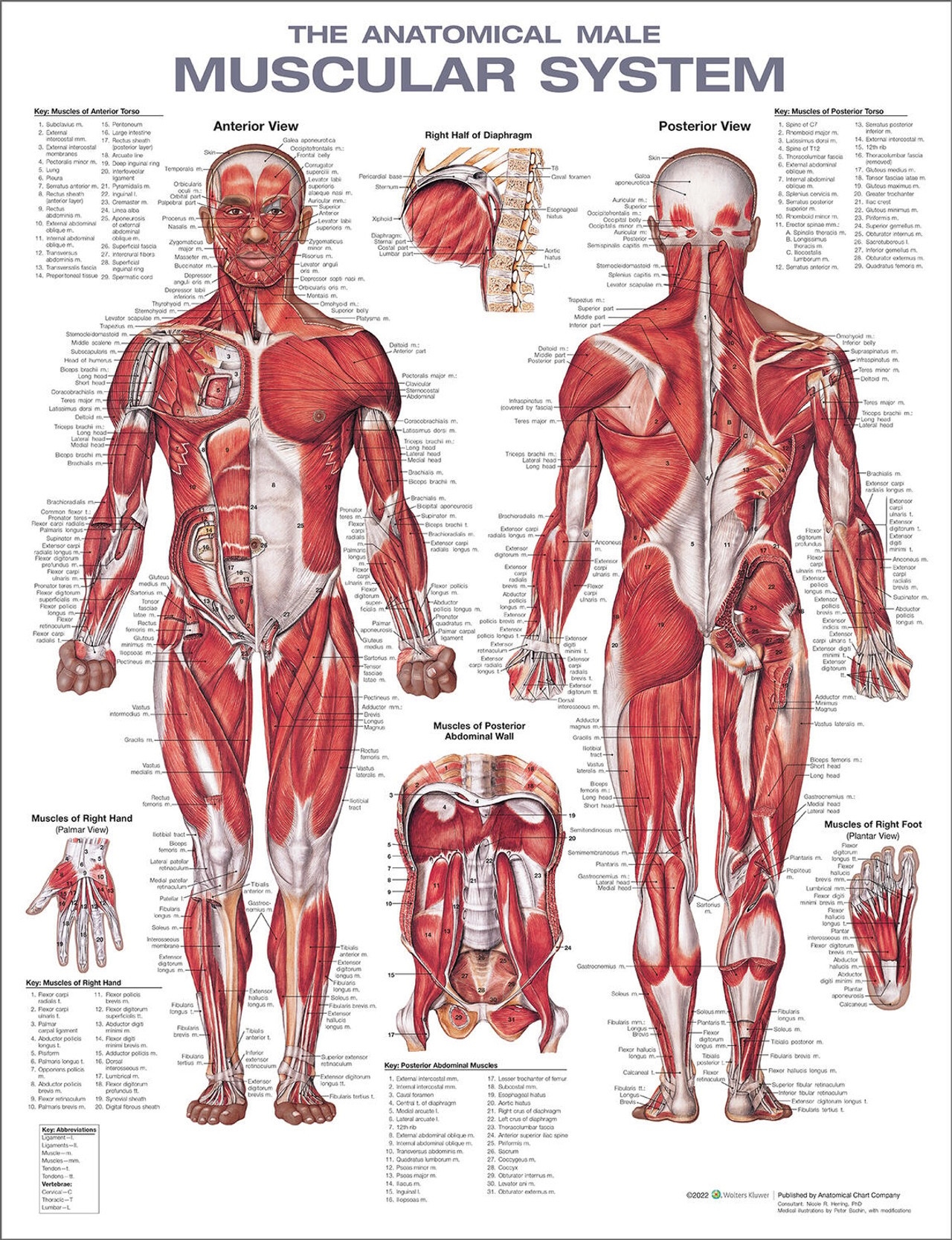 Anatomy Full Body Printable Sheet