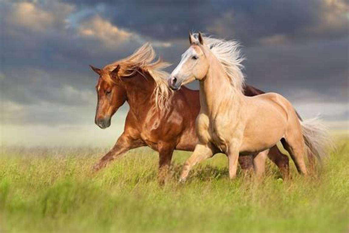 Three Horses At A Gallop Online Puzzle