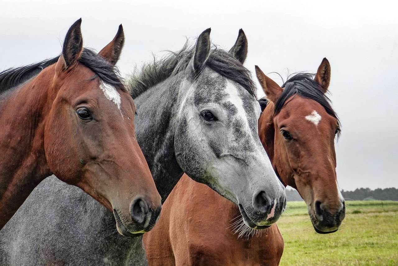 Three Horses Online Puzzle