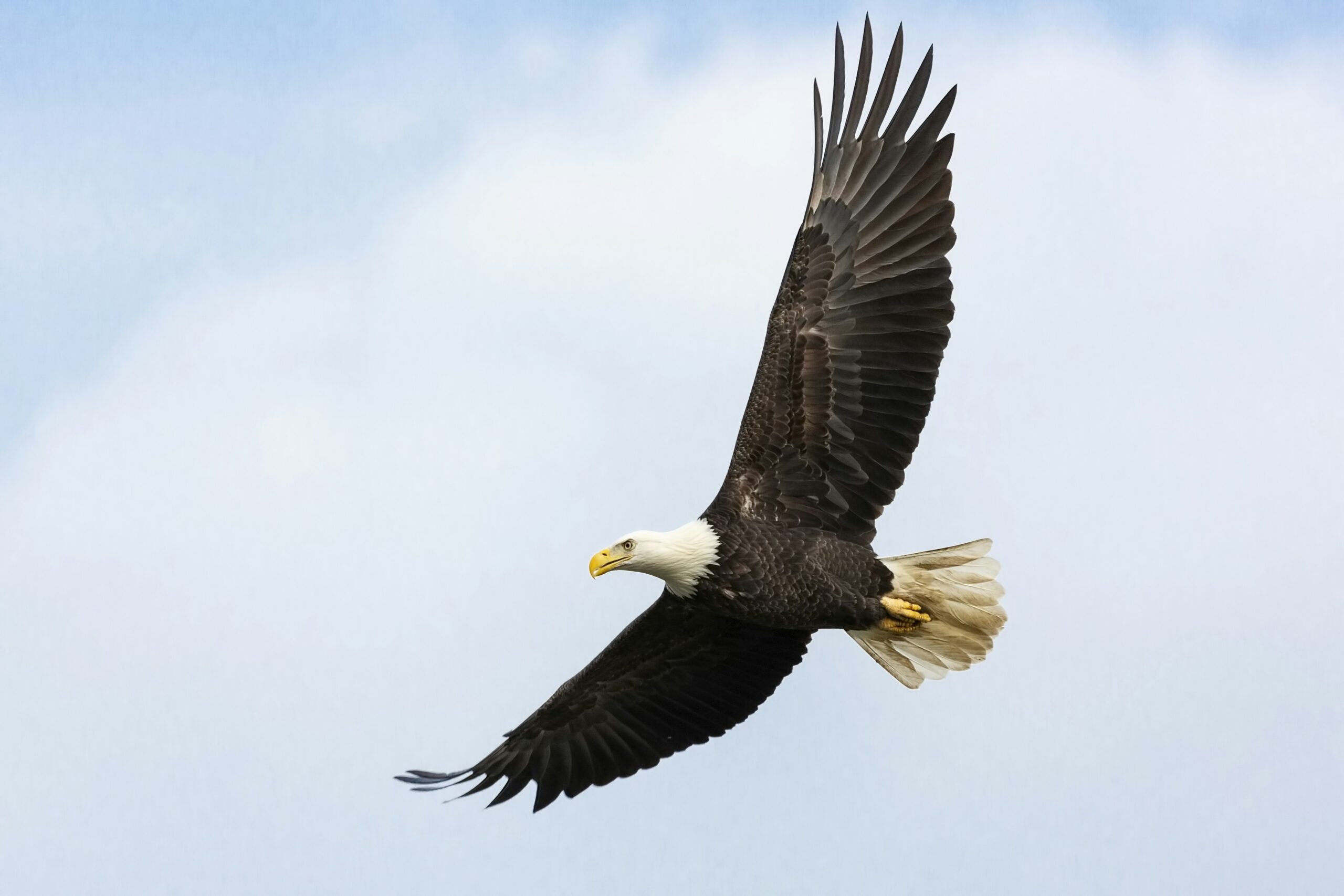 500 Bald Eagle Pictures HD Download Free Images On Unsplash