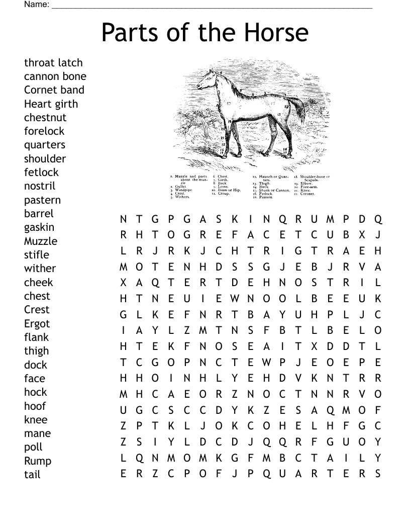 All About Horses Crossword WordMint