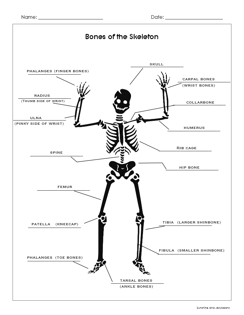 Bones Of The Skeleton Learn The Names Of Bones Grades 5 6 7 8 