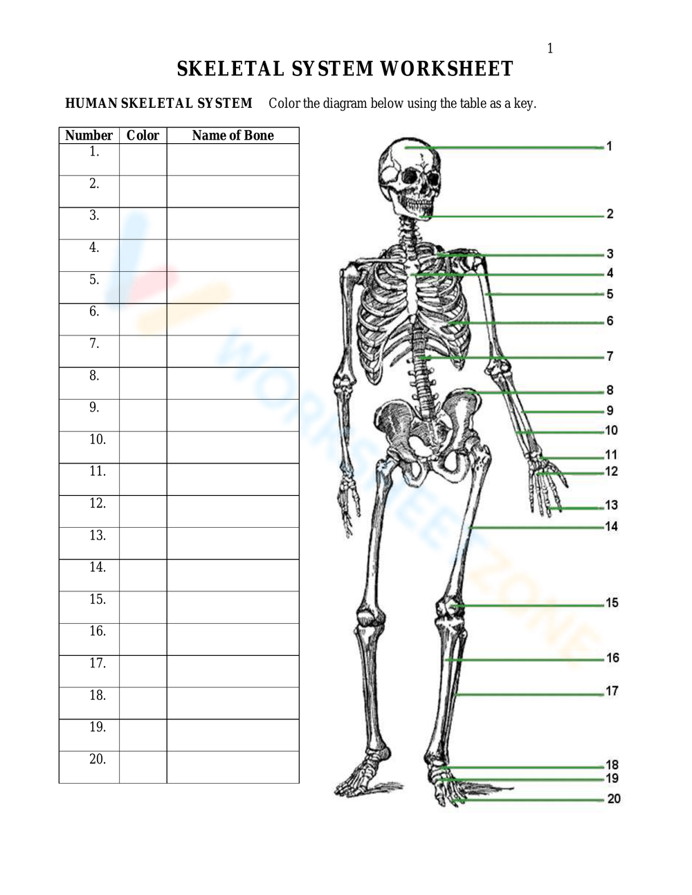 Skeletal System Printable Worksheets
