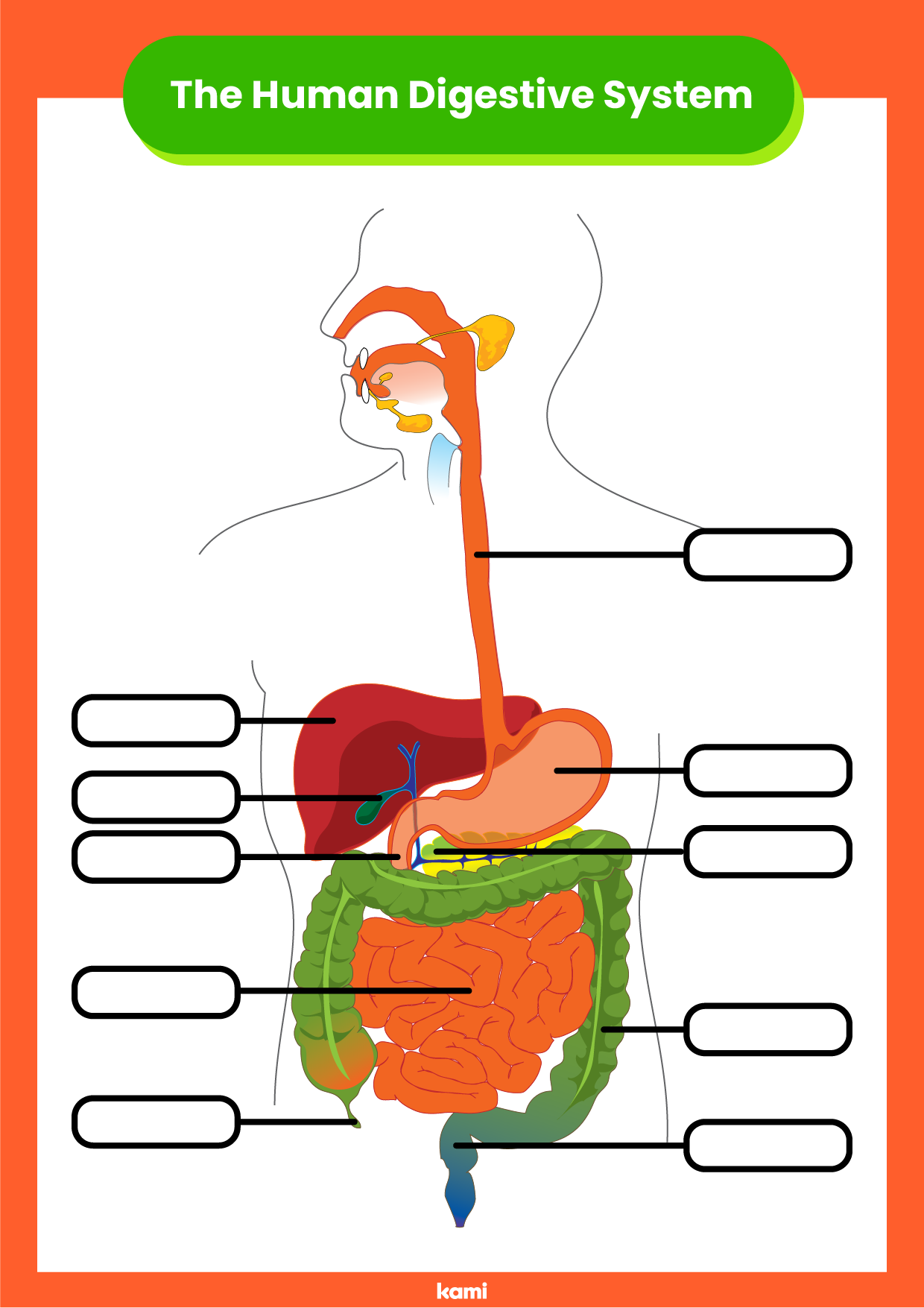 Digestive System Printable Worksheets