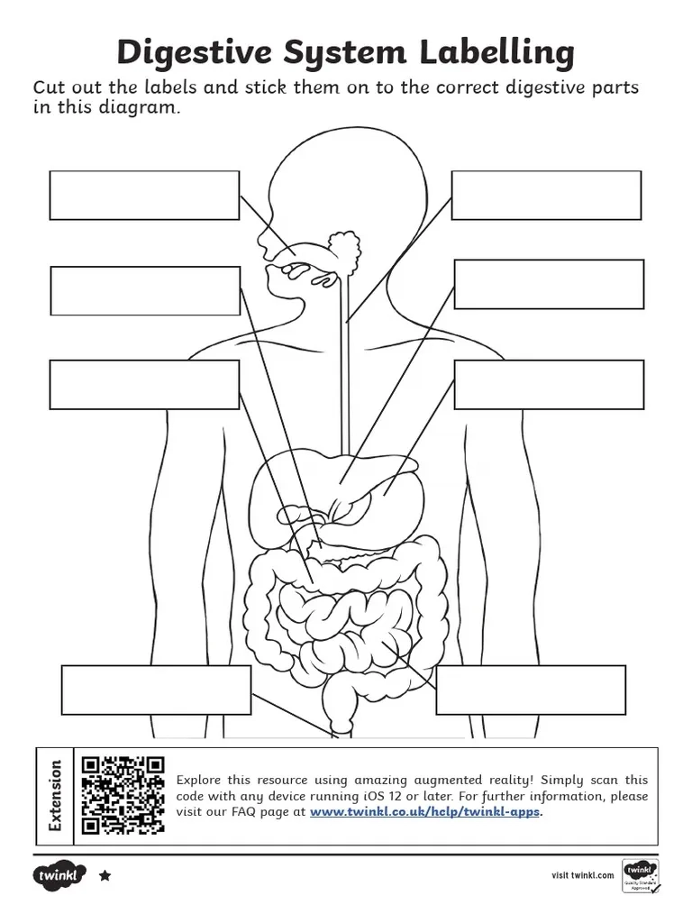 Digestive System Worksheet PDF