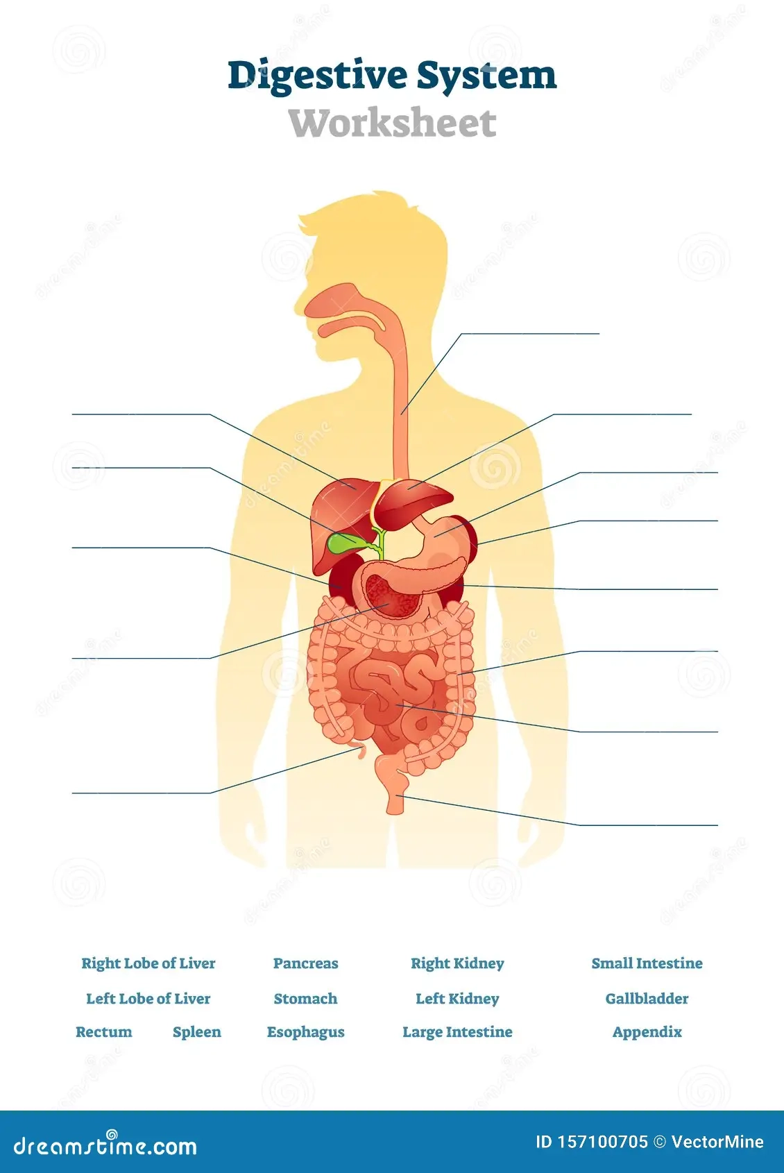 Free Printable Digestive System