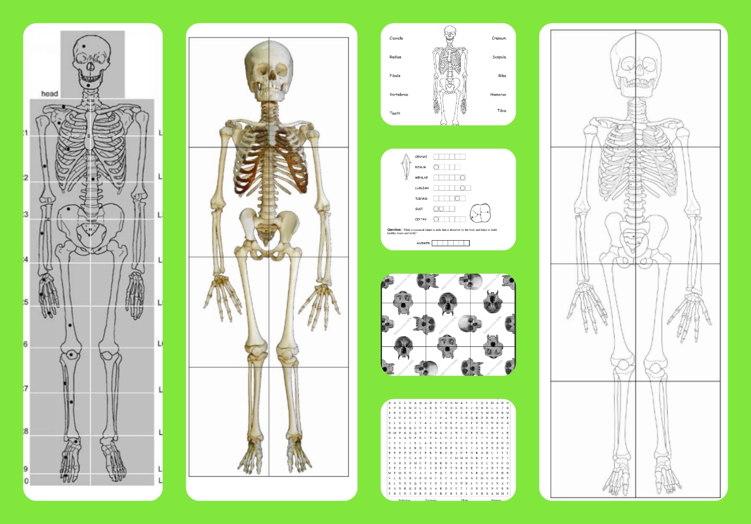 Free Printable Skeleton Worksheet