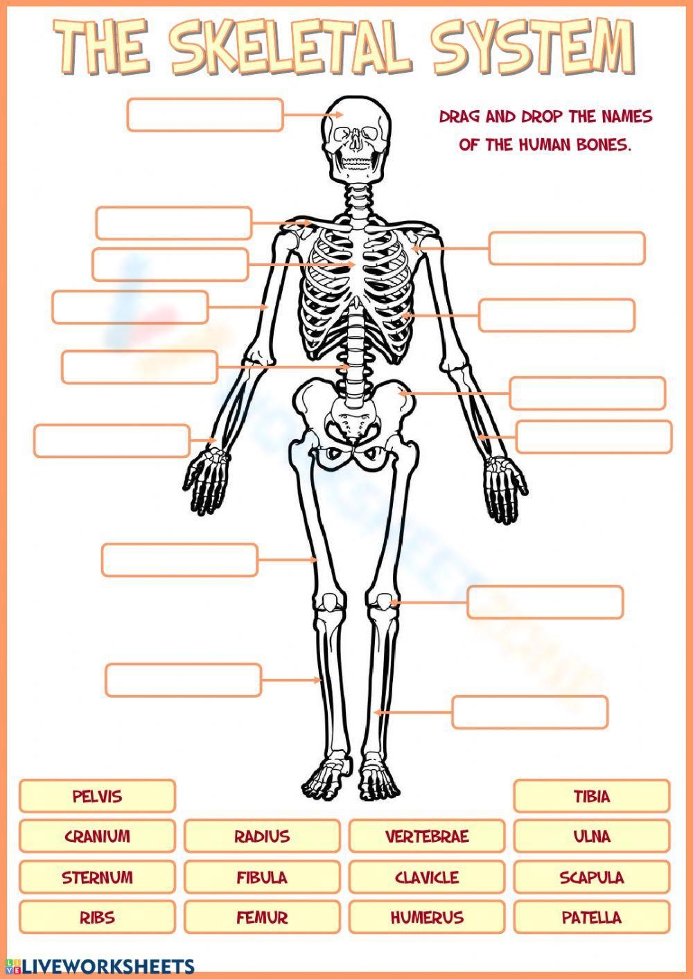 Grade 5 Bones Worksheets
