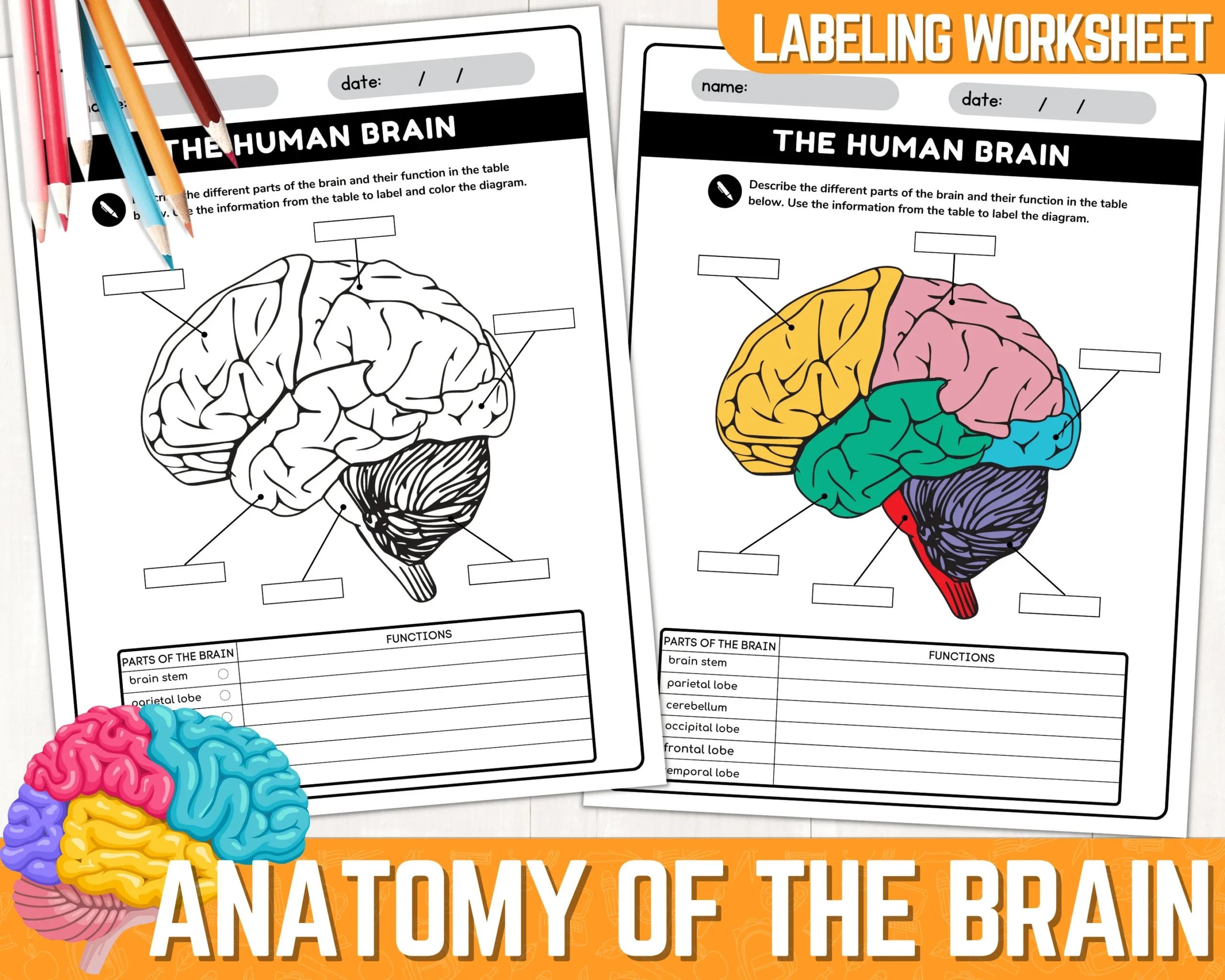 Brain Lobe Labeling Worksheet