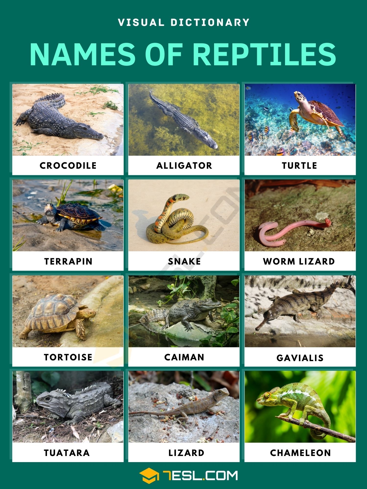 Names Of Reptiles In English With Pictures 7ESL