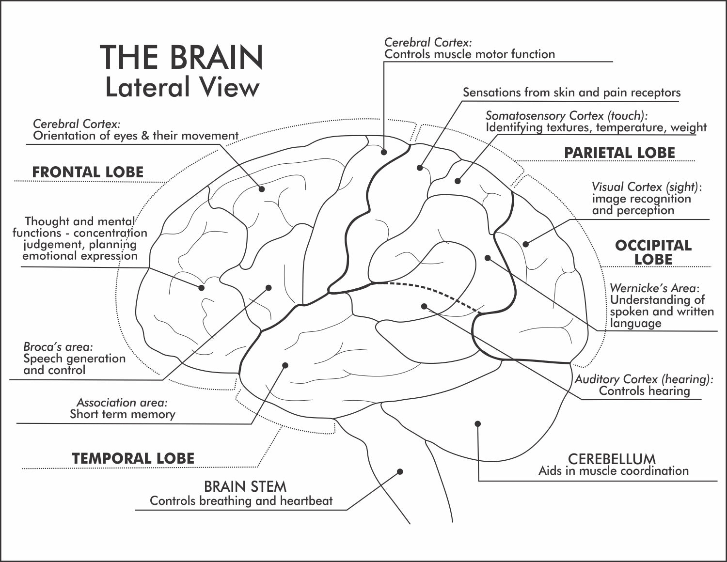 Parts Of The Brain A Set Of Comprehensive Worksheets Where 