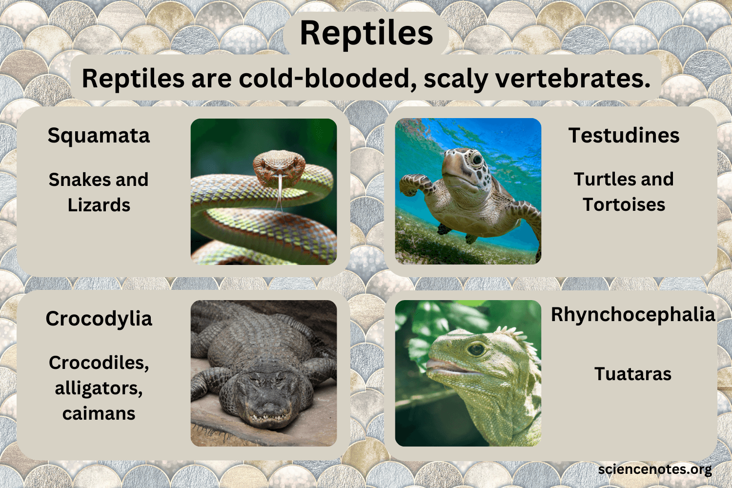 Reptiles Definition Examples Characteristics