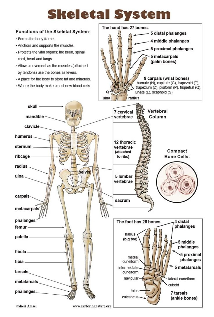 Skeletal System Skeletal System Anatomy Human Skeleton Anatomy 