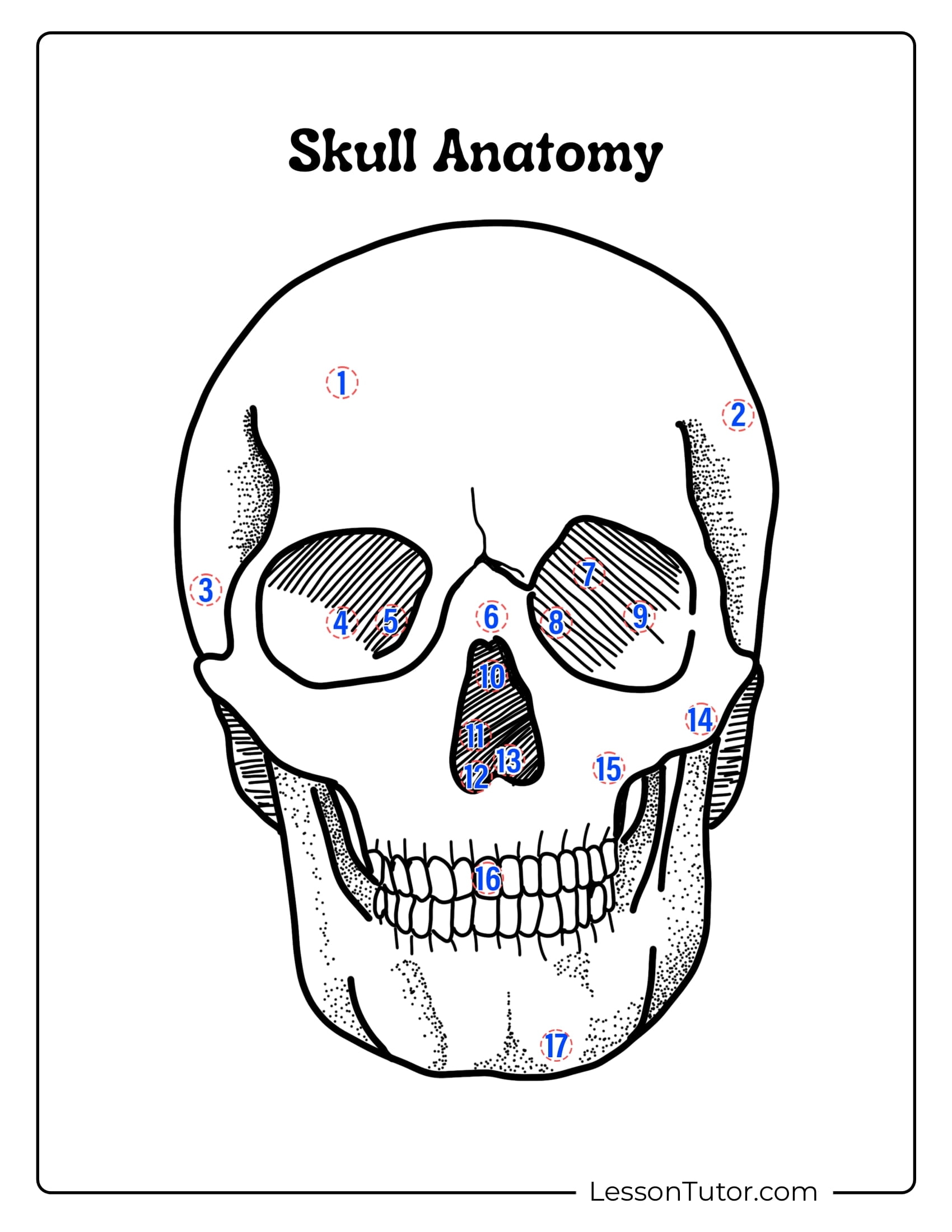 Printable Ap Skeleton Labeling Worksheet