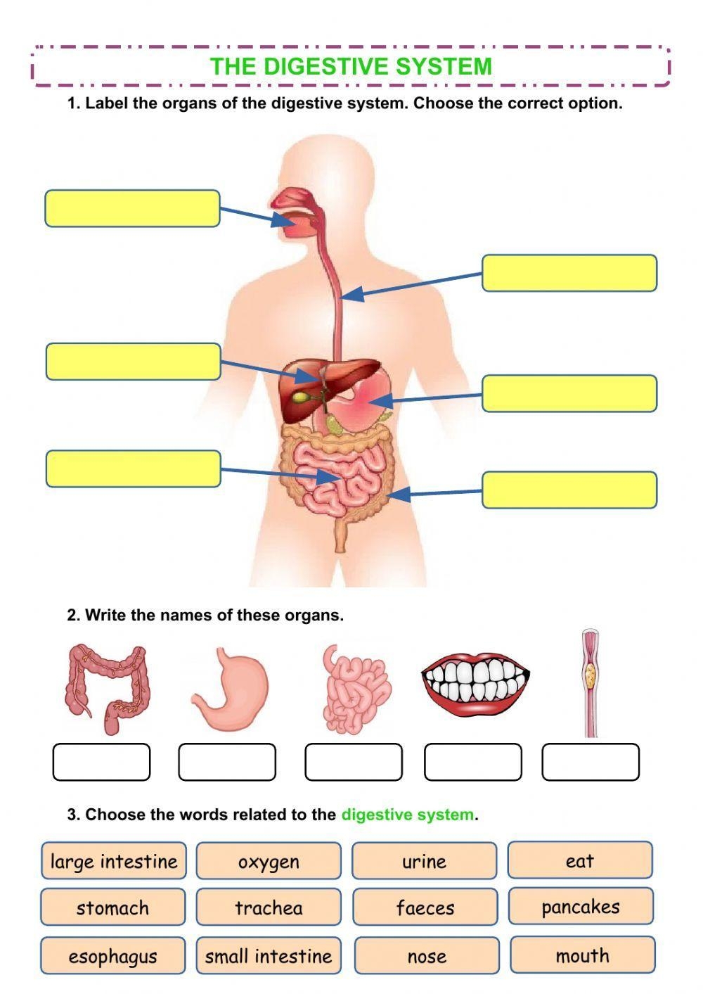 The Digestive S Free Interactive Worksheets 505304