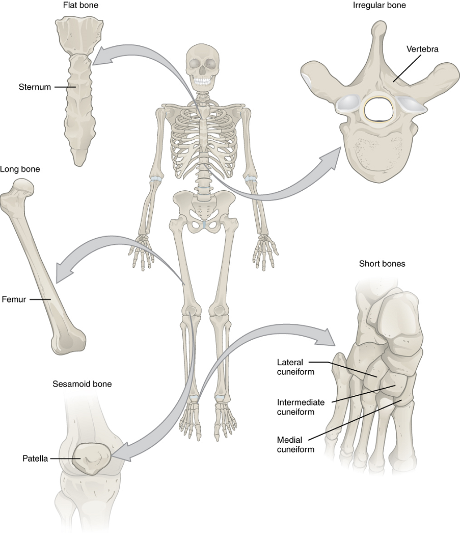 The Skeletal System Interactive Anatomy And Physiology